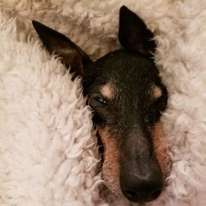 Meet your Posher, Shannon